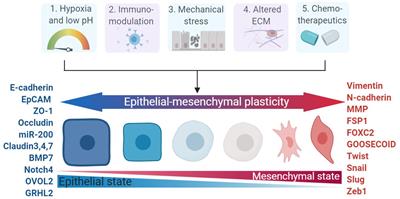 New Insights Into the Role of Phenotypic Plasticity and EMT in Driving Cancer Progression